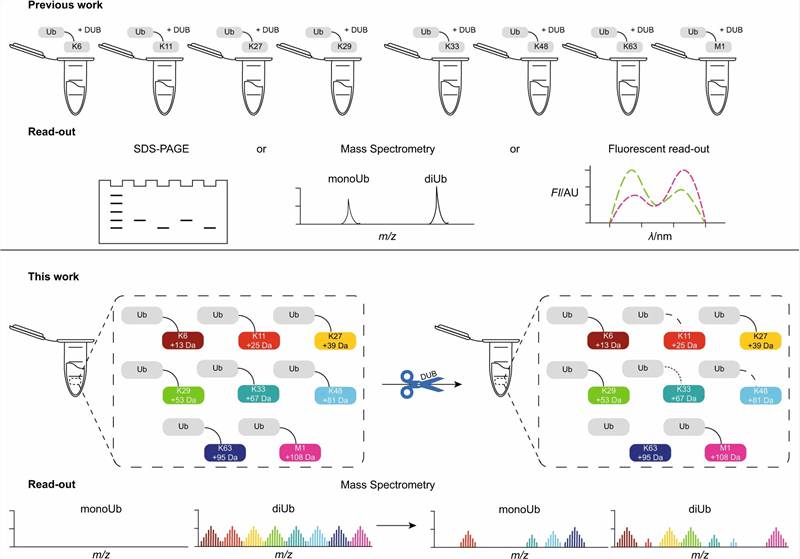 Advancements in Protein lipidation Research